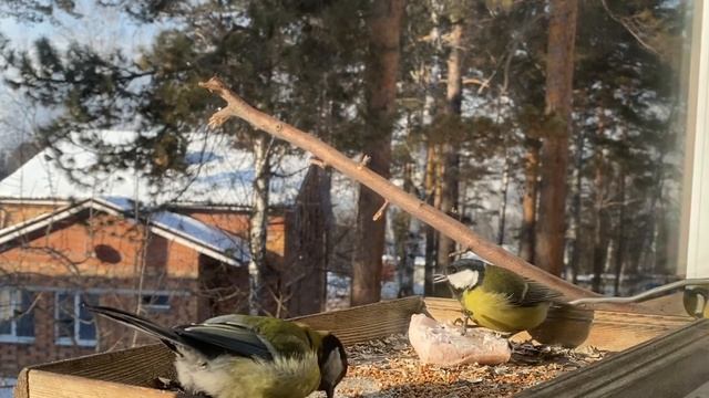 Наблюдение скрытой камерой. Птичий мукбанг / Hidden Camera Surveillance. #Birds_mukbang.