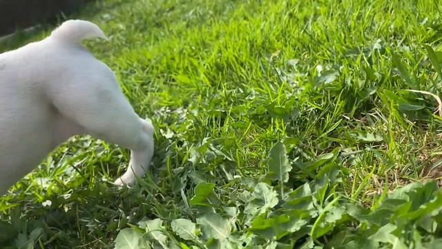 Маленькая Бульдожка Ким и зеленая трава! смотреть онлайн