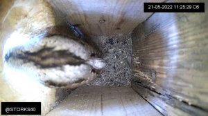 Вертишейка шипит как змея