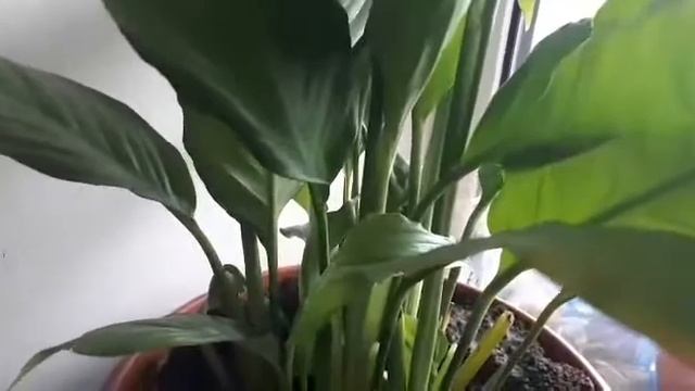 Цветок Женское счастье.. смотреть онлайн