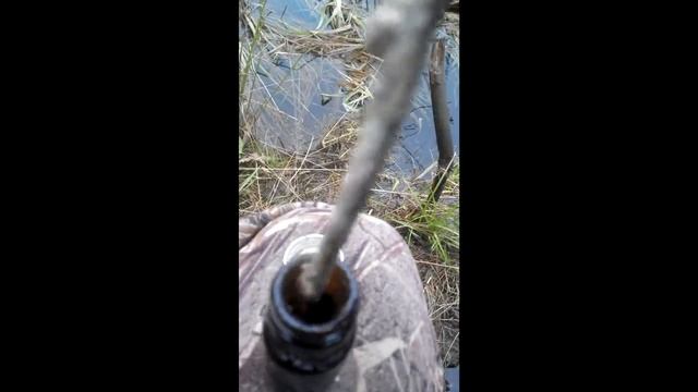 Моя рабочая установка капкана на Бобра с приманкой. смотреть онлайн