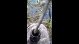 Моя рабочая установка капкана на Бобра с приманкой.