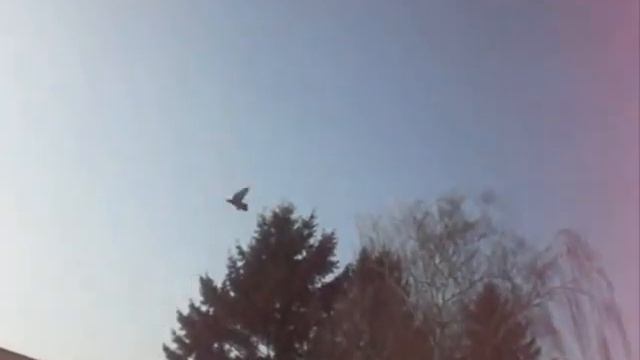 Узбекские голуби ( зима )