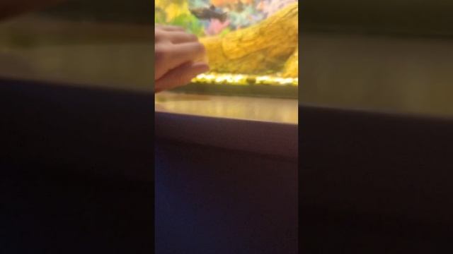 сколько стоит содержать моих  рыбок? расскажу тут!