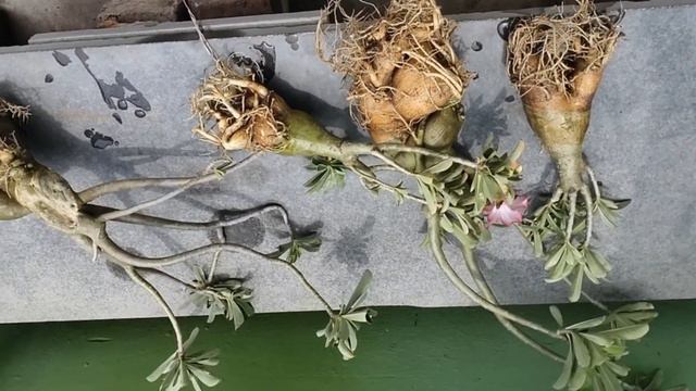 How to Repot Adenium // Best Potting Mix for Adenium // Tips for bigger Caudex // মেরু গোলাপ смотреть онлайн