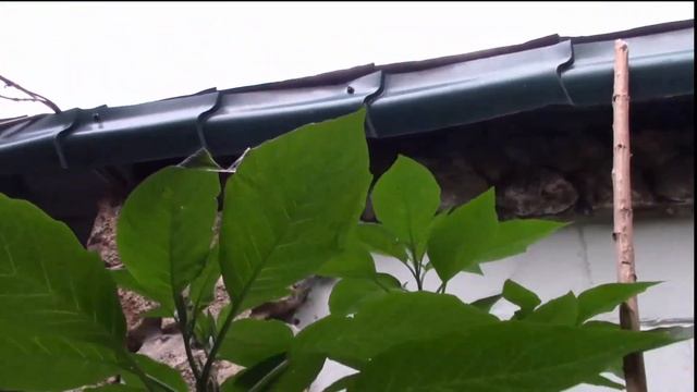 ДЕКОР ДВОРА КОМНАТНЫМИ РАСТЕНИЯМИ смотреть онлайн