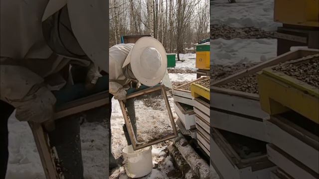 Облёт пчёл 02.04.24 и заменили донья ульев