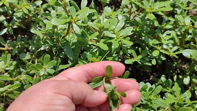 ПОРТУЛАК. ЧТО ЭТО? Сорняк, лекарство, или ДЕЛИКАТЕС? ПОЛЬЗА и вред ПОРТУЛАКА смотреть онлайн