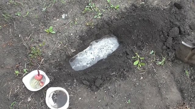 Запоздалая посадка луковиц Гладиолусов смотреть онлайн