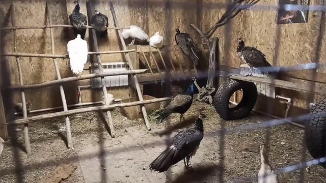 Какие животные у нас живут смотреть онлайн