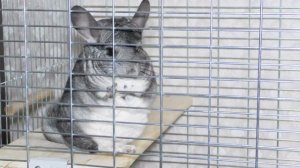 Кормление шиншилл. Чем можно кормить шиншиллу и как выбрать корм?