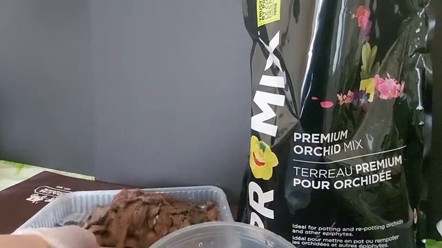 给蝴蝶兰换介质（Subtitles） Change medium for Phalaenopsis смотреть онлайн