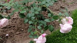 Роза Д. Остина ?Спирит оф  Фридом