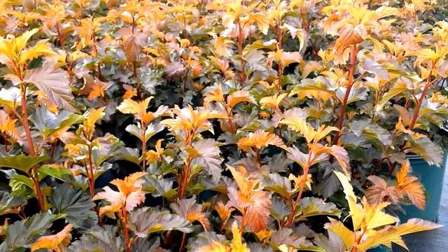 Best Flowering Shrubs, Physocarpus Center Glow (Ninebark) смотреть онлайн