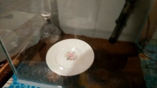 Запуск аквариума на 30 литров смотреть онлайн