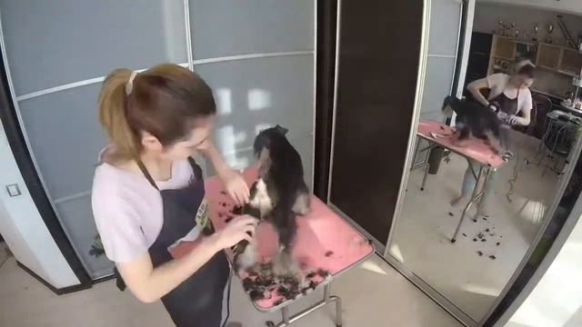 Груминг цвергшнауцера ( Роллинг) смотреть онлайн