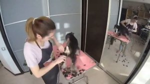 Груминг цвергшнауцера ( Роллинг)