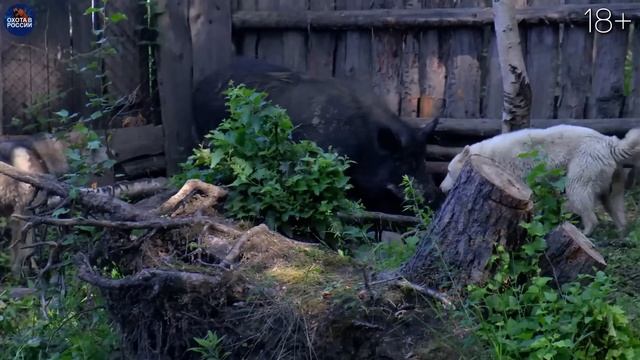 50 УДАЧНЫХ ВЫСТРЕЛОВ. Медведи, кабаны, лоси, олени, косуля, козероги. смотреть онлайн