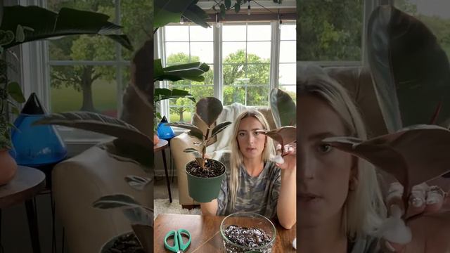 How to get branching in ficus Ruby plant смотреть онлайн