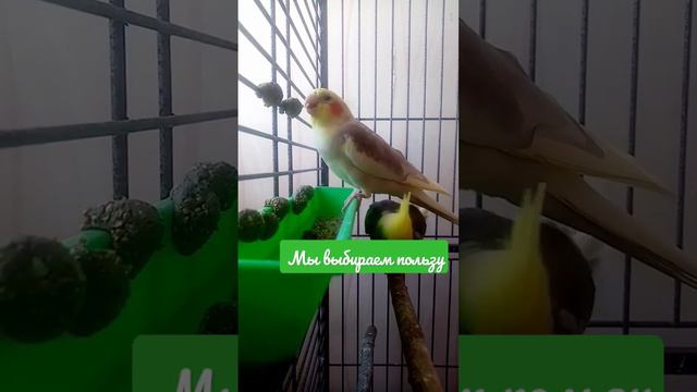 глина для корелл - здоровье. Состав в описании смотреть онлайн