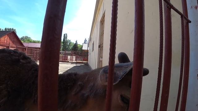 VLOG: Поездка в ЗООПАРК? в г. Липецк!?Путешествуем по России! смотреть онлайн