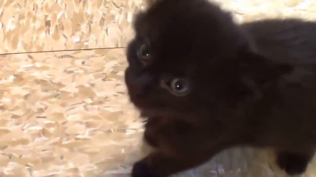 Почему коты мурлычут ? смотреть онлайн