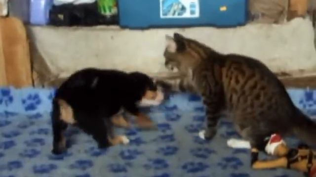 Кот в гостях у бобиков)).avi смотреть онлайн