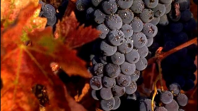 10 grandi benefici del vino rosso смотреть онлайн