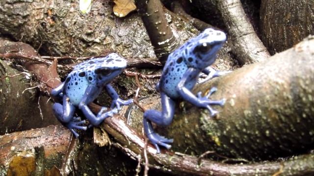 пение голубого древолаза.