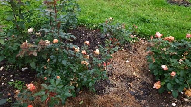 Старые розы без обработок. Северо-Западный регион. смотреть онлайн