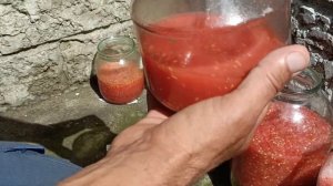 Как собрать семена томатов. Сбор, заготовка и обработка семян помидоров в домашних условиях к посев