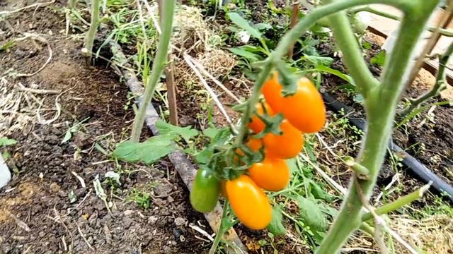 Томат Грушка оранжевая (Pera Naranja)