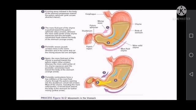 GIT Physiology: Motor Functions of The Stomach смотреть онлайн