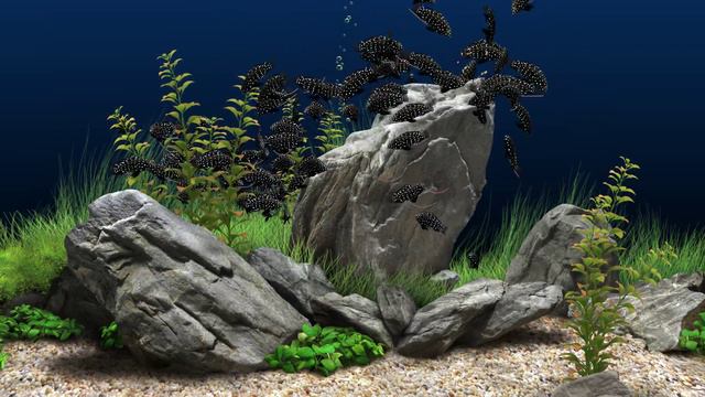 Dream Aquarium - Overfeeding the fish (4K) смотреть онлайн