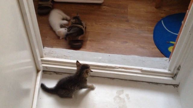 Котята носятся и бегают, смешно прыгая смотреть онлайн