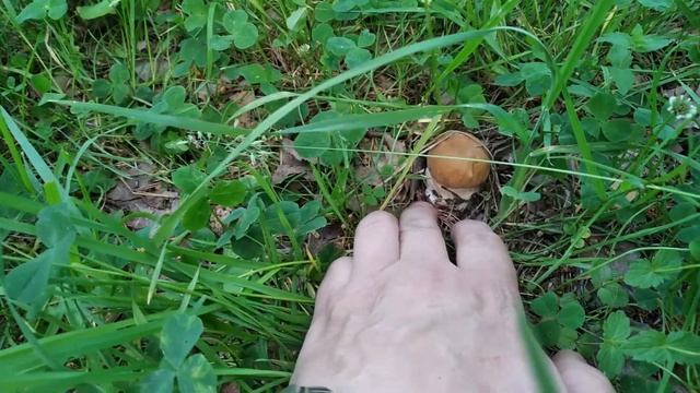 Редкие грибные находки смотреть онлайн