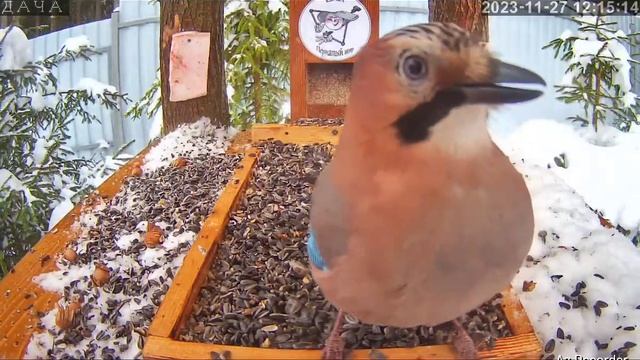 Сойка фоткаеться на паспорт(: смотреть онлайн