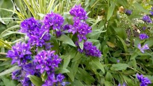 Колокольчик скученный