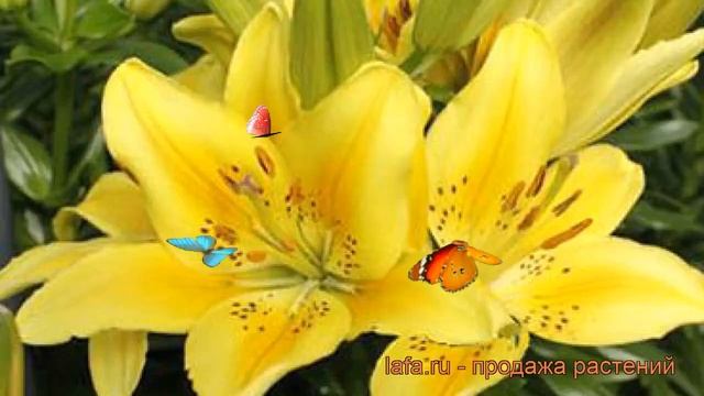 Лилия азиатская горшечная (lilium asiatic dreaming joy) ? лилия обзор: как сажать луковицы лилии смотреть онлайн