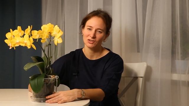 ОРХИДЕЯ ФАЛЕНОПСИС PZO CANARY смотреть онлайн