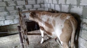 симментальская порода быков  покупка быка симментала