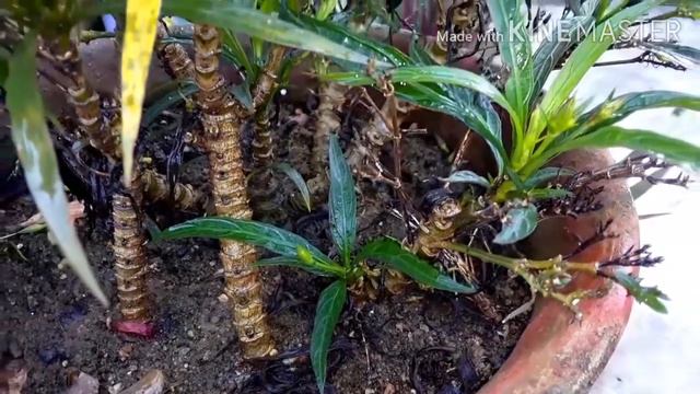 311)20/10/2020😊Beautiful Mexican Pitunia plant grow and care смотреть онлайн