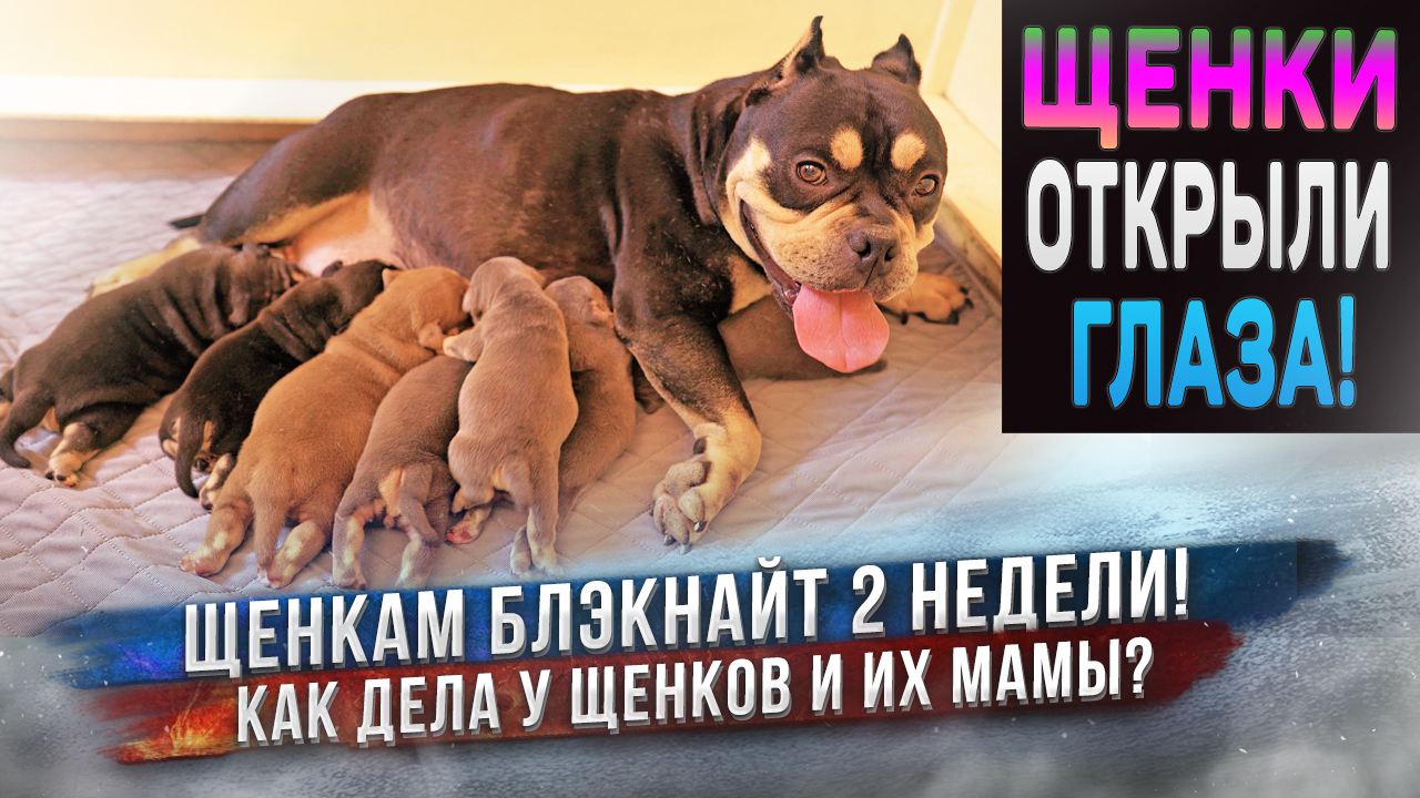 Что с теми щенками, которые были послабее? Есть ли щенки на продажу? смотреть онлайн