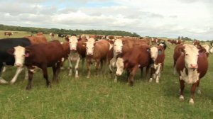 Герефордская порода скота. Содержание мясного КРС на выпасе. Коровий рай