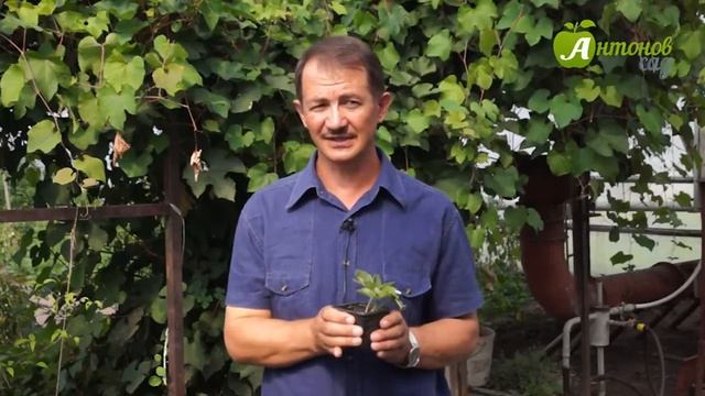 Уход за ремонтантной земляникой смотреть онлайн