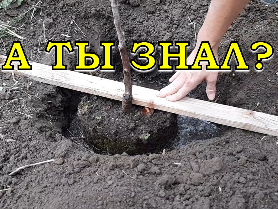 7 правил посадки ПЛОДОВЫХ ДЕРЕВЬЕВ??? смотреть онлайн