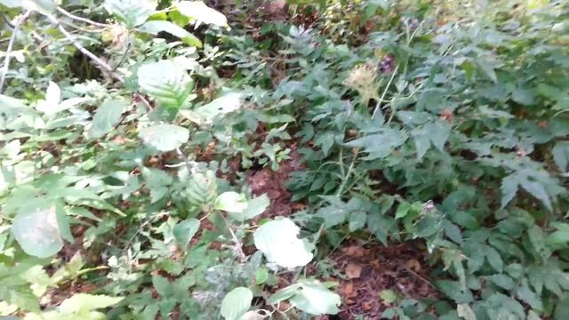 Озеро Светлояр село Владимирское Воскресенского района Нижегородской обл смотреть онлайн