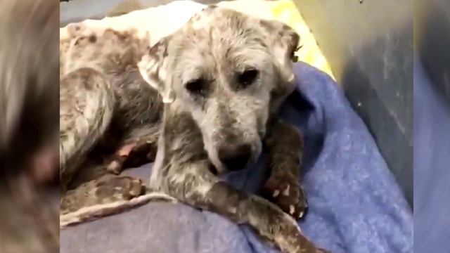 Худощавый пес был не в состоянии даже убегать от людей смотреть онлайн