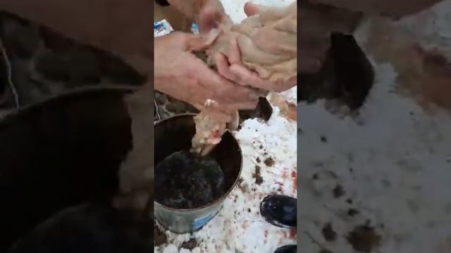 Как казахи моют кишки (конина) смотреть онлайн