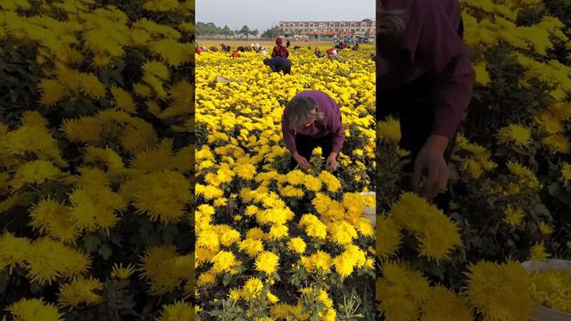 Chrysanthemum Tea Harvest. #tea #flowers #harvest #satisfying #short